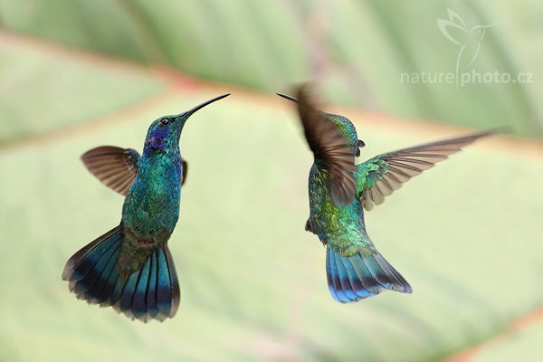 Kolibřík zelený (Colibri thalassinus), Kolibřík zelený (Colibri thalassinus), Green Violet-ear, Autor: Ondřej Prosický | NaturePhoto.cz, Model: Canon EOS-1D Mark III, Objektiv: Canon EF 400mm f/5.6 L USM, Ohnisková vzdálenost (EQ35mm): 520 mm, stativ Gitzo 1227 LVL + 1377M, Clona: 5.6, Doba expozice: 1/1000 s, ISO: 400, Kompenzace expozice: -1/3, Blesk: Ano, Vytvořeno: 6. února 2008 13:16:22, Savegre (Kostarika)