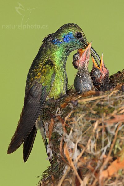 Kolibřík zelený (Colibri thalassinus), Kolibřík zelený (Colibri thalassinus), Green Violet-ear, Autor: Ondřej Prosický | NaturePhoto.cz, Model: Canon EOS-1D Mark III, Objektiv: Canon EF 200mm f/2.8 L USM, Ohnisková vzdálenost (EQ35mm): 260 mm, stativ Gitzo 1227 LVL + 1377M, Clona: 7.1, Doba expozice: 1/160 s, ISO: 800, Kompenzace expozice: 0, Blesk: Ano, Vytvořeno: 20. února 2008 15:18:42, Savegre (Kostarika)