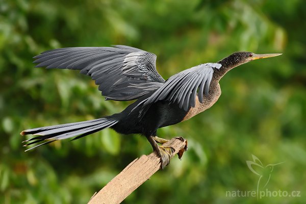 Anhinga americká (Anhinga anhinga), Anhinga americká (Anhinga anhinga), Autor: Ondřej Prosický | NaturePhoto.cz, Model: Canon EOS-1D Mark III, Objektiv: Canon EF 400mm f/5.6 L USM, Ohnisková vzdálenost (EQ35mm): 520 mm, stativ Gitzo 1227 LVL + 1377M, Clona: 6.3, Doba expozice: 1/1000 s, ISO: 800, Kompenzace expozice: -2/3, Blesk: Ne, Vytvořeno: 1. března 2008 9:03:06, RNVS Cano Negro (Kostarika)