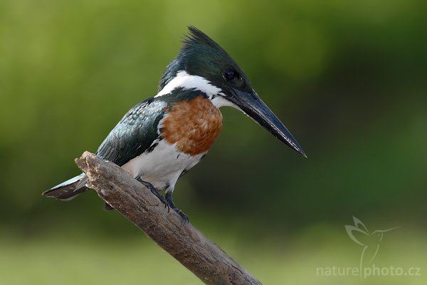 Rybařík amazonský (Chloroceryle amazona), Rybařík amazonský (Chloroceryle amazona), Amazon Kingfisher, Autor: Ondřej Prosický | NaturePhoto.cz, Model: Canon EOS-1D Mark III, Objektiv: Canon EF 400mm f/5.6 L USM, Ohnisková vzdálenost (EQ35mm): 520 mm, stativ Gitzo 1227 LVL + 1377M, Clona: 6.3, Doba expozice: 1/500 s, ISO: 400, Kompenzace expozice: -2/3, Blesk: Ano, Vytvořeno: 1. března 2008 7:34:00, RNVS Cano Negro (Kostarika)