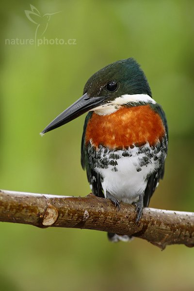 Rybařík amazonský (Chloroceryle amazona), Rybařík amazonský (Chloroceryle amazona), Amazon Kingfisher, Autor: Ondřej Prosický | NaturePhoto.cz, Model: Canon EOS-1D Mark III, Objektiv: Canon EF 400mm f/5.6 L USM, Ohnisková vzdálenost (EQ35mm): 520 mm, stativ Gitzo 1227 LVL + 1377M, Clona: 6.3, Doba expozice: 1/3200 s, ISO: 160, Kompenzace expozice: -2/3, Blesk: Ne, Vytvořeno: 29. února 2008 7:53:39, RNVS Cano Negro (Kostarika)