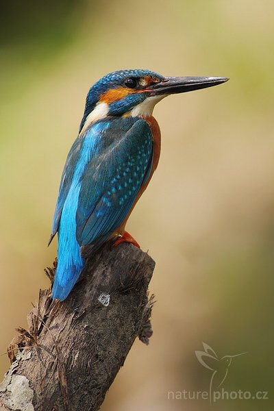 Ledňáček říční (Alcedo atthis), Ledňáček říční (Alcedo atthis), Common Kingfisher or the European Kingfisher, Autor: Ondřej Prosický | NaturePhoto.cz, Model: Canon EOS-1D Mark III, Objektiv: Canon EF 400mm f/5.6 L USM, Ohnisková vzdálenost (EQ35mm): 520 mm, stativ Gitzo 3540 + RRS BH55, Clona: 7.1, Doba expozice: 1/500 s, ISO: 400, Kompenzace expozice: -2/3, Blesk: Ne, Vytvořeno: 27. dubna 2008 6:04:28, Českolipsko (Česko)