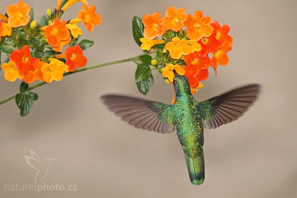 Kolibřík zelený (Colibri thalassinus), Kolibřík zelený (Colibri thalassinus), Green Violet-ear, Autor: Ondřej Prosický | NaturePhoto.cz, Model: Canon EOS-1D Mark III, Objektiv: Canon EF 400mm f/5.6 L USM, Ohnisková vzdálenost (EQ35mm): 520 mm, stativ Gitzo 1227 LVL + 1377M, Clona: 5.6, Doba expozice: 1/1250 s, ISO: 800, Kompenzace expozice: -1/3, Blesk: Ano, Vytvořeno: 6. února 2008 11:58:17, La Paz (Kostarika)