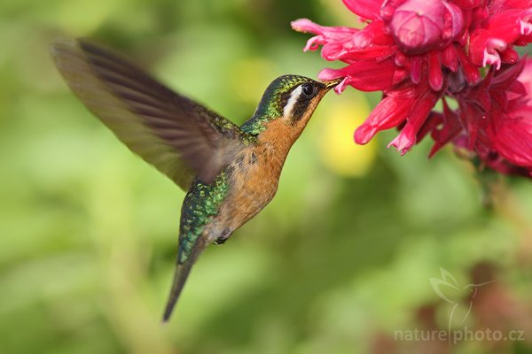 Kolibřík fialovohrdlý (Lampornis calolaema), Kolibřík fialovohrdlý Lampornis calolaema = calolaemus), Purple-throated Mountain-gem, Autor: Ondřej Prosický | NaturePhoto.cz, Model: Canon EOS 40D, Objektiv: Canon EF 400mm f/5.6 L USM, Ohnisková vzdálenost (EQ35mm): 640 mm, stativ Gitzo 1227 LVL + 1377M, Clona: 7.1, Doba expozice: 1/640 s, ISO: 500, Kompenzace expozice: -2/3, Blesk: Ano, Vytvořeno: 2. března 2008 23:52:42, La Paz (Kostarika)