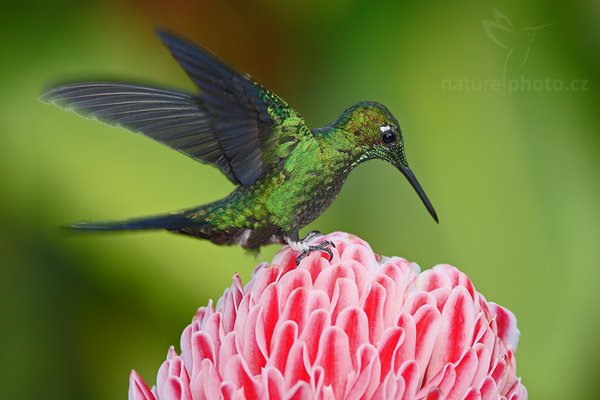 Kolibřík subtropický (Heliodoxa jacula), Kolibřík subtropický (Heliodoxa jacula), Green-crowned Brilliant, Autor: Ondřej Prosický | NaturePhoto.cz, Model: Canon EOS-1D Mark III, Objektiv: Canon EF 400mm f/5.6 L USM, Ohnisková vzdálenost (EQ35mm): 364 mm, stativ Gitzo 1227 LVL + 1377M, Clona: 5.6, Doba expozice: 1/200 s, ISO: 500, Kompenzace expozice: -2/3, Blesk: Ano, Vytvořeno: 2. března 2008 16:46:23, La Paz (Kostarika)