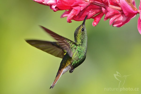 Kolibřík měděnohlavý (Elvira cupreiceps), Kolibřík měděnohlavý (Elvira cupreiceps), Coppery-headed Emereld, Autor: Ondřej Prosický | NaturePhoto.cz, Model: Canon EOS-1D Mark III, Objektiv: Canon EF 400mm f/5.6 L USM, Ohnisková vzdálenost (EQ35mm): 364 mm, stativ Gitzo 1227 LVL + 1377M, Clona: 5.6, Doba expozice: 1/1600 s, ISO: 500, Kompenzace expozice: 0, Blesk: Ano, Vytvořeno: 5. února 2008 21:34:47, La Paz (Kostarika)