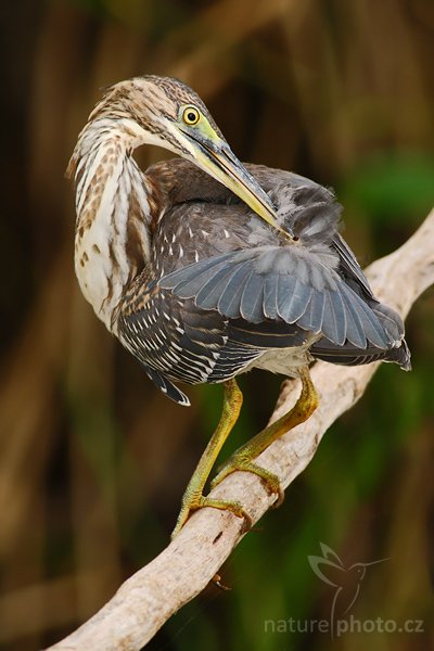 Volavka zelenavá (Butorides virescens), Volavka zelenavá (Butorides virescens), Green Heron, Autor: Ondřej Prosický | NaturePhoto.cz, Model: Canon EOS-1D Mark III, Objektiv: Canon EF 400mm f/5.6 L USM, Ohnisková vzdálenost (EQ35mm): 520 mm, stativ Gitzo 1227 LVL + 1377M, Clona: 5.6, Doba expozice: 1/320 s, ISO: 400, Kompenzace expozice: -2/3, Blesk: Ano, Vytvořeno: 15. února 2008 9:01:54, La Paz (Kostarika)