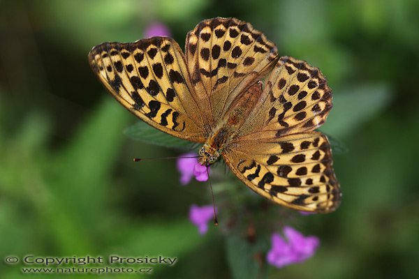 Perleťovec stříbropásek (Argynnis paphia), Perleťovec stříbropásek (Argynnis paphia), perlovec striebristopásavý, Autor: Ondřej Prosický, Model aparátu: Canon EOS 20D, Objektiv: Canon EF 100mm f/2.8 Macro USM, Ohnisková vzdálenost: 100.00 mm, fotografováno z ruky, Clona: 5.00, Doba expozice: 1/160 s, ISO: 200, Vyvážení expozice: -0.33, Blesk: Ne, Vytvořeno: 7. srpna 2005 12:59:37, nedaleko Litňe - Český kras