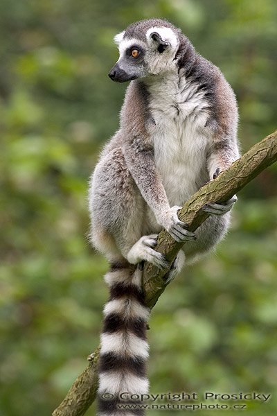 Lemur kata (Lemur catta), Autor: Ondřej Prosický, Model aparátu: Canon EOS 300D DIGITAL, Objektiv: Canon EF 400mm f/5.6 L USM, Ohnisková vzdálenost: 400.00 mm, monopod Manfrotto 681B + 234RC, Clona: 6.30, Doba expozice: 1/200 s, ISO: 200, Vyvážení expozice: 0.38, Blesk: Ne, Vytvořeno: 14. května 2005 14:03:16, ZOO Plzeň (ČR) 