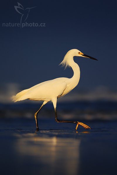 Volavka bělostná (Egretta thula), Volavka bělostná (Egretta thula), Snowy Egret, Autor: Ondřej Prosický | NaturePhoto.cz, Model: Canon EOS-1D Mark III, Objektiv: Canon EF 400mm f/5.6 L USM, Ohnisková vzdálenost (EQ35mm): 520 mm, stativ Gitzo 1227 LVL + 1377M, Clona: 5.6, Doba expozice: 1/1250 s, ISO: 160, Kompenzace expozice: -1/3, Blesk: Ne, Vytvořeno: 8. února 2008 6:36:59, pobřeží Pacifiku v Dominical (Kostarika)