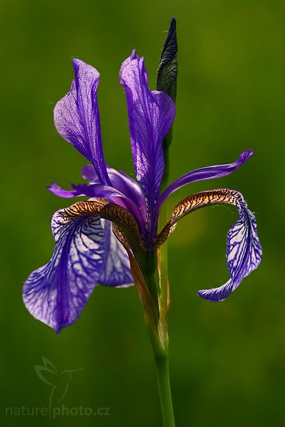 Kosatec sibiřský (Iris sibirica), Kosatec sibiřský (Iris sibirica), Autor: Ondřej Prosický | NaturePhoto.cz, Model: Canon EOS-1D Mark III, Objektiv: Canon EF 100mm f/2.8 Macro USM, Ohnisková vzdálenost (EQ35mm): 130 mm, stativ Gitzo 3540LS + RRS BH55, Clona: 7.1, Doba expozice: 1/200 s, ISO: 400, Kompenzace expozice: -2/3, Blesk: Ano, Vytvořeno: 28. května 2008 18:29:59, PP Slatinná louka (Česko)