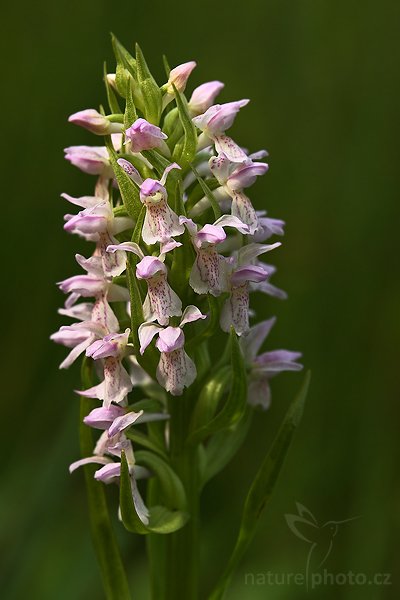 Prstnatec pleťový (Dactylorhiza incarnata), Fotografie: Prstnatec pleťový (Dactylorhiza incarnata), Early Marsh-orchid, Autor: Ondřej Prosický | NaturePhoto.cz, Model: Canon EOS-1D Mark III, Objektiv: Canon EF 100mm f/2.8 Macro USM, Ohnisková vzdálenost (EQ35mm): 130 mm, stativ Gitzo 3540LS + RRS BH55 , Clona: 7.1, Doba expozice: 1/160 s, ISO: 400, Kompenzace expozice: -1/3, Blesk: Ano, Vytvořeno: 28. května 2008 17:36:26, PP Slatinná louka (Česko)