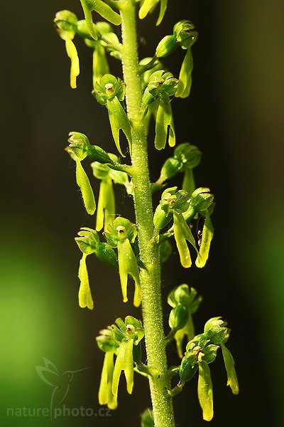 Bradáček vejčitý (Listera ovata), Autor: Ondřej Prosický | NaturePhoto.cz, Model: Canon EOS-1D Mark III, Objektiv: Canon EF 100mm f/2.8 Macro USM, Ohnisková vzdálenost (EQ35mm): 130 mm, stativ Gitzo 3540LS + RRS BH55, Clona: 6.3, Doba expozice: 1/50 s, ISO: 400, Kompenzace expozice: -2/3, Blesk: Ne, Vytvořeno: 1. června 2008 10:58:03, NPP Bílé Stráně (Česko)