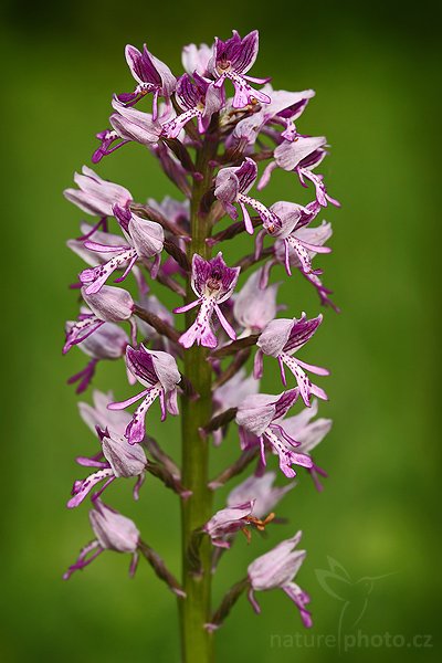 Vstavač vojenský (Orchis militaris), Vstavač vojenský (Orchis militaris), Autor: Ondřej Prosický | NaturePhoto.cz, Model: Canon EOS-1D Mark III, Objektiv: Canon EF 100mm f/2.8 Macro USM, Ohnisková vzdálenost (EQ35mm): 130 mm, stativ Gitzo 3540LS + RRS BH55, Clona: 5.6, Doba expozice: 1/320 s, ISO: 320, Kompenzace expozice: -1/3, Blesk: Ano, Vytvořeno: 28. května 2008 18:15:10, PP Radoň (Česko)