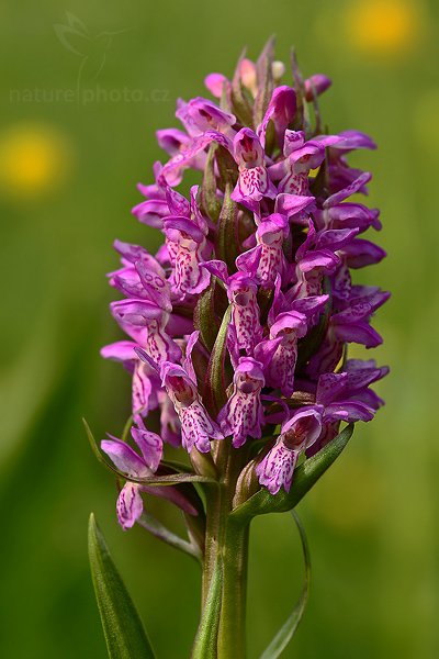 Prstnatec pleťový (Dactylorhiza incarnata), Prstnatec pleťový (Dactylorhiza incarnata), Autor: Ondřej Prosický | NaturePhoto.cz, Model: Canon EOS-1D Mark III, Objektiv: Canon EF 100mm f/2.8 Macro USM, Ohnisková vzdálenost (EQ35mm): 130 mm, stativ Gitzo 3540LS + RRS BH55, Clona: 8.0, Doba expozice: 1/50 s, ISO: 400, Kompenzace expozice: +1/3, Blesk: Ne, Vytvořeno: 28. května 2008 17:30:23, PP Slatinná louka (Česko)