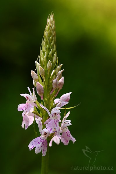 Prstnatec Fuchsův (Dactylorhiza fuchsii), Prstnatec Fuchsův (Dactylorhiza fuchsii), Autor: Ondřej Prosický | NaturePhoto.cz, Model: Canon EOS-1D Mark III, Objektiv: Canon EF 100mm f/2.8 Macro USM, Ohnisková vzdálenost (EQ35mm): 130 mm, stativ Gitzo 3540 + RRS BH55, Clona: 6.3, Doba expozice: 1/60 s, ISO: 400, Kompenzace expozice: -2/3, Blesk: Ne, Vytvořeno: 1. června 2008 10:47:41, PP Černčí (Česko)