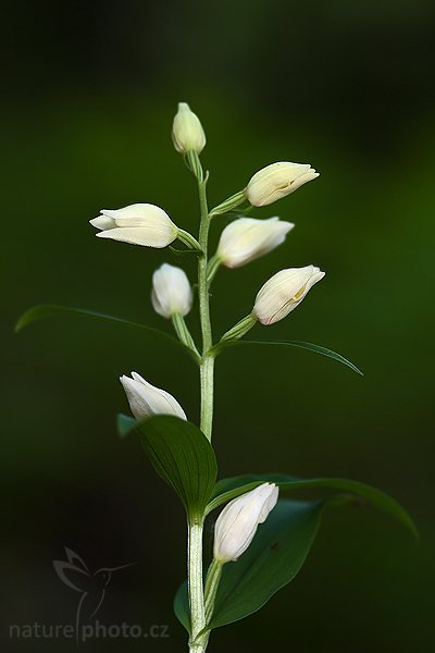 Okrotice bílá (Cephalanthera damasonium), Okrotice bílá (Cephalanthera damasonium), Autor: Ondřej Prosický | NaturePhoto.cz, Model: Canon EOS-1D Mark III, Objektiv: Canon EF 100mm f/2.8 Macro USM, Ohnisková vzdálenost (EQ35mm): 260 mm, stativ Gitzo 3540LS + RRS BH55, Clona: 4.5, Doba expozice: 1/30 s, ISO: 125, Kompenzace expozice: -1, Blesk: Ano, Vytvořeno: 1. června 2008 8:29:52, NPP Bílé Stráně (Česko)