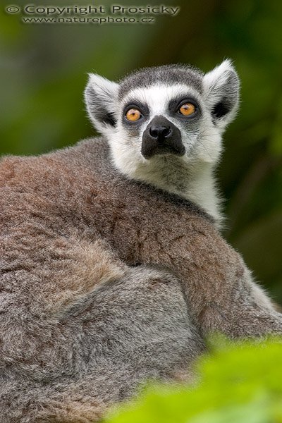 Lemur kata (Lemur catta), Autor: Ondřej Prosický, Model aparátu: Canon EOS 300D DIGITAL, Objektiv: Canon EF 400mm f/5.6 L USM, Ohnisková vzdálenost: 400.00 mm, monopod Manfrotto 681B + 234RC, Clona: 6.30, Doba expozice: 1/200 s, ISO: 200, Vyvážení expozice: 0.38, Blesk: Ano, Vytvořeno: 14. května 2005 14:01:30, ZOO Plzeň (ČR) 