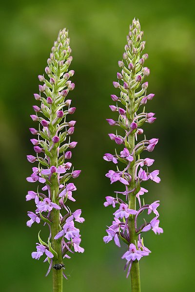 Pětiprstka žežulník (Gymnadenia conopsea), Pětiprstka žežulník (Gymnadenia conopsea), Autor: Ondřej Prosický | NaturePhoto.cz, Model: Canon EOS-1D Mark III, Objektiv: Canon EF 100mm f/2.8 Macro USM, Ohnisková vzdálenost (EQ35mm): 130 mm, stativ Gitzo 3540LS + RRS BH55, Clona: 5.0, Doba expozice: 1/80 s, ISO: 400, Kompenzace expozice: -1/3, Blesk: Ne, Vytvořeno: 1. června 2008 7:53:05, NPP Bílé Stráně (Česko)