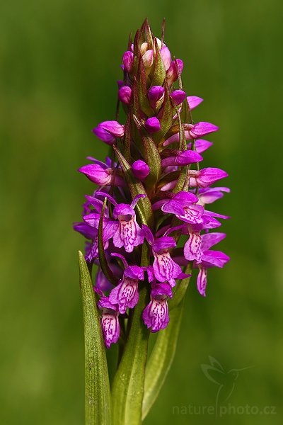 Prstnatec pleťový (Dactylorhiza incarnata), Prstnatec pleťový (Dactylorhiza incarnata), Autor: Ondřej Prosický | NaturePhoto.cz, Model: Canon EOS-1D Mark III, Objektiv: Canon EF 100mm f/2.8 Macro USM, Ohnisková vzdálenost (EQ35mm): 130 mm, stativ Gitzo 3540LS + RRS BH55, Clona: 8.0, Doba expozice: 1/80 s, ISO: 200, Kompenzace expozice: -1/3, Blesk: Ano, Vytvořeno: 28. května 2008 18:19:31, PP Slatinná louka (Česko)