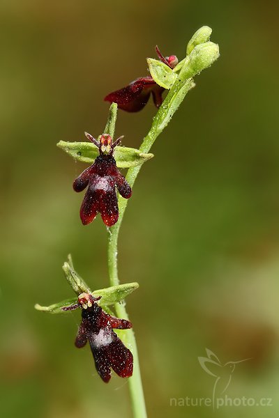 Tořič hmyzonosný (Ophrys insectifera), Tořič hmyzonosný (Ophrys insectifera), Autor: Ondřej Prosický | NaturePhoto.cz, Model: Canon EOS-1D Mark III, Objektiv: Canon EF 100mm f/2.8 Macro USM, Ohnisková vzdálenost (EQ35mm): 130 mm, stativ Gitzo 3540 LS + RRS BH55, Clona: 7.1, Doba expozice: 1/60 s, ISO: 400, Kompenzace expozice: -2/3, Blesk: Ano, Vytvořeno: 1. června 2008 11:06:28, NPP Bílé Stráně (Česko)