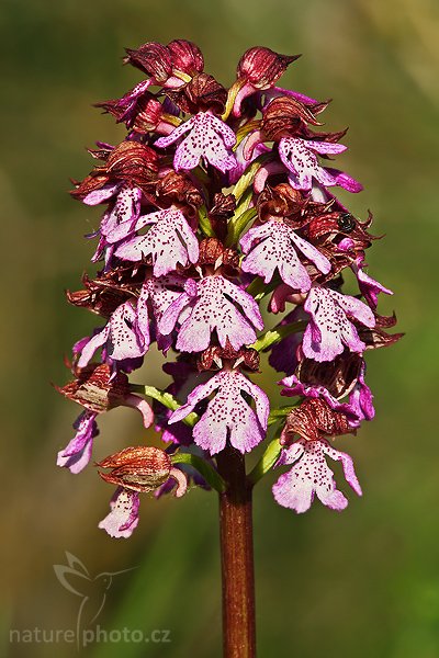 Vstavač nachový (Orchis purpurea), Vstavač nachový (Orchis purpurea), Autor: Ondřej Prosický | NaturePhoto.cz, Model: Canon EOS-1D Mark III, Objektiv: Canon EF 100mm f/2.8 Macro USM, Ohnisková vzdálenost (EQ35mm): 520 mm, stativ Gitzo 3540LS + RRS BH55, Clona: 20, Doba expozice: 1/60 s, ISO: 100, Kompenzace expozice: -1, Blesk: Ne, Vytvořeno: 3. května 2008 9:07:14, Pienza,Toskánsko, (Itálie)