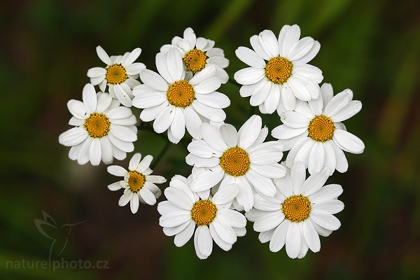 Kopretina chocholičnatá (Chrysanthemum corymbosum), Kopretina chocholičnatá (Chrysanthemum corymbosum), Autor: Ondřej Prosický | NaturePhoto.cz, Model: Canon EOS-1D Mark III, Objektiv: Canon EF 100mm f/2.8 Macro USM, Ohnisková vzdálenost (EQ35mm): 130 mm, stativ Gitzo 3540LS + RRS BH55, Clona: 6.3, Doba expozice: 1/400 s, ISO: 250, Kompenzace expozice: 0, Blesk: Ne, Vytvořeno: 21. června 2008 11:58:04, NPP Koda, Český kras (Česko)