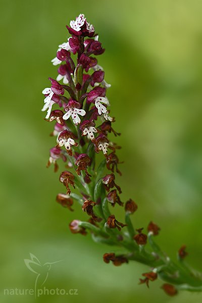 Vstavač osmahlý (Orchis ustulata), Vstavač osmahlý (Orchis ustulata), Autor: Ondřej Prosický | NaturePhoto.cz, Model: Canon EOS-1D Mark III, Objektiv: Canon EF 100mm f/2.8 Macro USM, Ohnisková vzdálenost (EQ35mm): 130 mm, stativ Gitzo 3540LS + RRS BH55, Clona: 5.0, Doba expozice: 1/125 s, ISO: 400, Kompenzace expozice: -2/3, Blesk: Ano, Vytvořeno: 1. června 2008 11:16:58, PP Černčí (Česko)