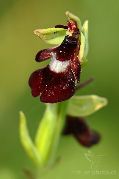 Tořič hmyzonosný (Ophrys insectifera), Tořič hmyzonosný (Ophrys insectifera), Autor: Ondřej Prosický | NaturePhoto.cz, Model: Canon EOS-1D Mark III, Objektiv: Canon EF 100mm f/2.8 Macro USM, Ohnisková vzdálenost (EQ35mm): 130 mm, stativ Gitzo 1227 LVL + 1377M, Clona: 6.3, Doba expozice: 1/25 s, ISO: 160, Kompenzace expozice: -1/3, Blesk: Ano, Vytvořeno: 1. června 2008 9:26:09, NPP Bílé Stráně (Česko)