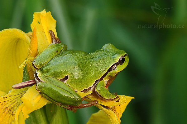 Rosnička zelená (Hyla arborea), Rosnička zelená (Hyla arborea), European tree frog, Autor: Ondřej Prosický | NaturePhoto.cz, Model: Canon EOS-1D Mark III, Objektiv: Canon EF 100mm f/2.8 Macro USM, Ohnisková vzdálenost (EQ35mm): 130 mm, stativ Gitzo 3540 LS + RRS BH55, Clona: 11, Doba expozice: 1/15 s, ISO: 640, Kompenzace expozice: -2/3, Blesk: Ne, Vytvořeno: 25. května 2008 6:05:27, Polanka nad Odrou (Česko)