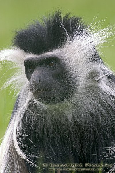 Gueréza angolská (Colobus angolensis palliatus), Autor: Ondřej Prosický, Model aparátu: Canon EOS 300D DIGITAL, Objektiv: Canon EF 400mm f/5.6 L USM, Ohnisková vzdálenost: 400.00 mm, monopod Manfrotto 681B + 234RC, Clona: 7.10, Doba expozice: 1/50 s, ISO: 100, Vyvážení expozice: 0.38, Blesk: Ne, Vytvořeno: 14. května 2005 13:32:18, ZOO Plzeň (ČR) 