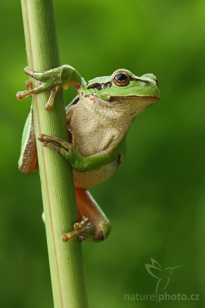 Rosnička zelená (Hyla arborea), Rosnička zelená (Hyla arborea), European tree frog, Autor: Ondřej Prosický | NaturePhoto.cz, Model: Canon EOS-1D Mark III, Objektiv: Canon EF 100mm f/2.8 Macro USM, Ohnisková vzdálenost (EQ35mm): 130 mm, stativ Gitzo 3540 LS + RRS BH55, Clona: 7.1, Doba expozice: 1/15 s, ISO: 250, Kompenzace expozice: 0, Blesk: Ano, Vytvořeno: 24. května 2008 8:20:12, Polanka nad Odrou (Česko)