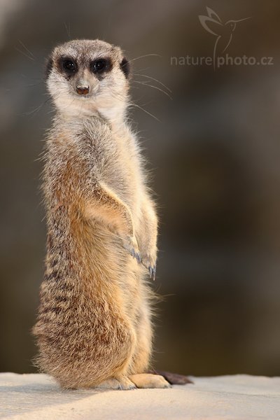 Surikata (Suricata suricatta), Surikata (Suricata suricatta), Meerkat, Autor: Ondřej Prosický | NaturePhoto.cz, Model: Canon EOS-1D Mark III, Objektiv: Canon EF 200mm f/2 L IS USM, Ohnisková vzdálenost (EQ35mm): 520 mm, stativ Gitzo 3540 LS + RRS BH55, Clona: 5.6, Doba expozice: 1/1000 s, ISO: 400, Kompenzace expozice: -1, Blesk: Ano, Vytvořeno: 8. května 2008 10:52:51, ZOO Liberec (Česko)