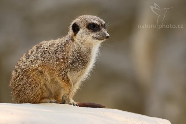 Surikata (Suricata suricatta), Surikata (Suricata suricatta), Meerkat, Autor: Ondřej Prosický | NaturePhoto.cz, Model: Canon EOS-1D Mark III, Objektiv: Canon EF 200mm f/2 L IS USM, Ohnisková vzdálenost (EQ35mm): 520 mm, stativ Gitzo 3540 LS + RRS BH55, Clona: 5.6, Doba expozice: 1/400 s, ISO: 400, Kompenzace expozice: -1/3, Blesk: Ano, Vytvořeno: 8. května 2008 10:51:54, ZOO Liberec (Česko)