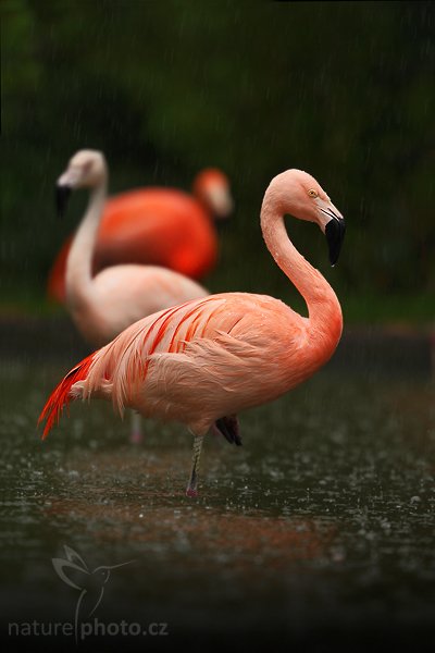 Plameňák karibský (Phoenicopterus ruber), Plameňák karibský (Phoenicopterus ruber), Caribbean Flamingo, Autor: Ondřej Prosický | NaturePhoto.cz, Model: Canon EOS-1D Mark III, Objektiv: Canon EF 200mm f/2 L IS USM + TC Canon 2x, Ohnisková vzdálenost (EQ35mm): 520 mm, stativ Gitzo 3540 LS + RRS BH55, Clona: 5.0, Doba expozice: 1/250 s, ISO: 500, Kompenzace expozice: -2/3, Blesk: Ne, Vytvořeno: 13. července 2008 9:05:10, ZOO Praha - Troja (Česko)