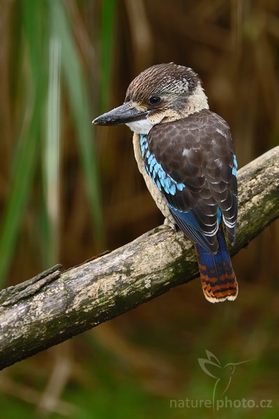 Ledňák kakabura (Dacelo leachii), Ledňák kakabura (Dacelo leachii), Blue-winged Kookaburra, Autor: Ondřej Prosický | NaturePhoto.cz, Model: Canon EOS-1D Mark III, Objektiv: Canon EF 200mm f/2 L IS USM, Ohnisková vzdálenost (EQ35mm): 260 mm, stativ Gitzo 3540 LS + RRS BH55, Clona: 2.5, Doba expozice: 1/125 s, ISO: 100, Kompenzace expozice: -2/3, Blesk: Ano, Vytvořeno: 13. července 2008 13:47:34, ZOO Praha - Troja (Česko)