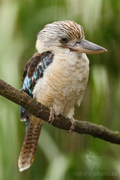 Ledňák kakabura (Dacelo leachii), Ledňák kakabura (Dacelo leachii), Blue-winged Kookaburra, Autor: Ondřej Prosický | NaturePhoto.cz, Objektiv: Canon EF 200mm f/2 L IS USM, stativ Gitzo 3540 LS + RRS BH55, Vytvořeno: 26. července 2008 19:47:22, ZOO Prahah - Troja (Česko)