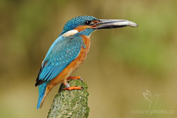 Ledňáček říční (Alcedo atthis), Ledňáček říční (Alcedo atthis), Common Kingfisher or the European Kingfisher, Autor: Ondřej Prosický | NaturePhoto.cz, Model: Canon EOS-1D Mark III, Objektiv: Canon EF 500mm f/4 L IS USM, Ohnisková vzdálenost (EQ35mm): 650 mm, stativ Gitzo 3540 LS + RRS BH55, Clona: 8.0, Doba expozice: 1/125 s, ISO: 250, Kompenzace expozice: -1/3, Blesk: Ano, Vytvořeno: 3. srpna 2008 10:18:13, Českolipsko (Česko)