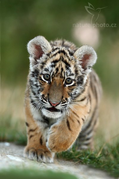 Tygr ussurijský (Panthera tigris altaica), Tygr ussurijský (Panthera tigris altaica), Amur or Siberian Tiger, Autor: Ondřej Prosický | NaturePhoto.cz, Model: Canon EOS-1D Mark III, Objektiv: Canon EF 200mm f/2 L IS USM, Ohnisková vzdálenost (EQ35mm): 260 mm, fotografováno z ruky, Clona: 4.0, Doba expozice: 1/250 s, ISO: 800, Kompenzace expozice: -1, Blesk: Ne, Vytvořeno: 19. července 2008 20:35:01, Kostolná (Slovensko)