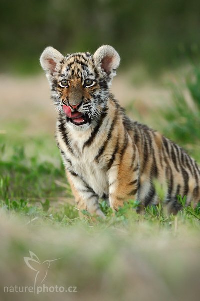 Tygr ussurijský (Panthera tigris altaica), Tygr ussurijský (Panthera tigris altaica), Amur or Siberian tiger, Autor: Ondřej Prosický | NaturePhoto.cz, Model: Canon EOS-1D Mark III, Objektiv: Canon EF 200mm f/2 L IS USM, Ohnisková vzdálenost (EQ35mm): 260 mm, fotografováno z ruky, Clona: 4.0, Doba expozice: 1/320 s, ISO: 800, Kompenzace expozice: -2/3, Blesk: Ne, Vytvořeno: 19. července 2008 20:31:55, Kostolná (Slovensko)