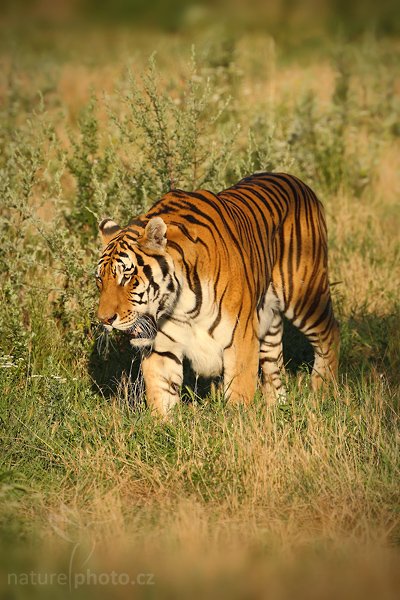 Tygr ussurijský (Panthera tigris altaica), Tygr ussurijský (Panthera tigris altaica), Amur or Siberian tiger, Autor: Ondřej Prosický | NaturePhoto.cz, Model: Canon EOS-1D Mark III, Objektiv: Canon EF 200mm f/2 L IS USM + TC Canon 2x, Ohnisková vzdálenost (EQ35mm): 520 mm, stativ Gitzo 3540 LS + RRS BH55, Clona: 6.3, Doba expozice: 1/500 s, ISO: 100, Kompenzace expozice: -1/3, Blesk: Ne, Vytvořeno: 19. července 2008 18:54:03, Kostolná (Slovensko)