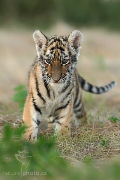 Tygr ussurijský (Panthera tigris altaica), Tygr ussurijský (Panthera tigris altaica), Amur or Siberian tiger, Autor: Ondřej Prosický | NaturePhoto.cz, Model: Canon EOS-1D Mark III, Objektiv: Canon EF 200mm f/2 L IS USM, Ohnisková vzdálenost (EQ35mm): 260 mm, fotografováno z ruky, Clona: 4.0, Doba expozice: 1/400 s, ISO: 800, Kompenzace expozice: -2/3, Blesk: Ne, Vytvořeno: 19. července 2008 20:27:16, Kostolná (Slovensko)