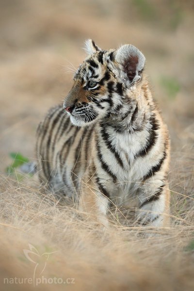 Tygr ussurijský (Panthera tigris altaica), Tygr ussurijský (Panthera tigris altaica), Amur or Siberian tiger, Autor: Ondřej Prosický | NaturePhoto.cz, Model: Canon EOS-1D Mark III, Objektiv: Canon EF 200mm f/2 L IS USM, Ohnisková vzdálenost (EQ35mm): 260 mm, fotografováno z ruky, Clona: 4.0, Doba expozice: 1/320 s, ISO: 800, Kompenzace expozice: -2/3, Blesk: Ne, Vytvořeno: 19. července 2008 20:30:17, Kostolná (Slovensko)