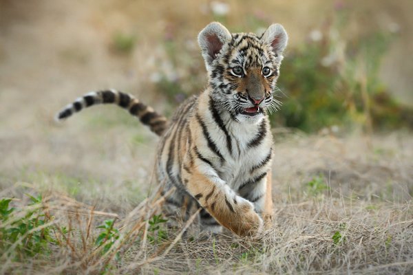 Tygr ussurijský (Panthera tigris altaica), Tygr ussurijský (Panthera tigris altaica), Amur or Siberian tiger, Autor: Ondřej Prosický | NaturePhoto.cz, Model: Canon EOS-1D Mark III, Objektiv: Canon EF 200mm f/2 L IS USM, Ohnisková vzdálenost (EQ35mm): 260 mm, fotografováno z ruky, Clona: 4.0, Doba expozice: 1/320 s, ISO: 800, Kompenzace expozice: -1, Blesk: Ne, Vytvořeno: 19. července 2008 20:33:16, Kostolná (Slovensko)