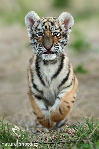 Tygr ussurijský (Panthera tigris altaica), Tygr ussurijský (Panthera tigris altaica), Amur or Siberian tiger, Autor: Ondřej Prosický | NaturePhoto.cz, Model: Canon EOS-1D Mark III, Objektiv: Canon EF 200mm f/2 L IS USM, Ohnisková vzdálenost (EQ35mm): 260 mm, fotografováno z ruky, Clona: 4.0, Doba expozice: 1/250 s, ISO: 800, Kompenzace expozice: -1, Blesk: Ne, Vytvořeno: 19. července 2008 20:34:31, Kostolná (Slovensko)