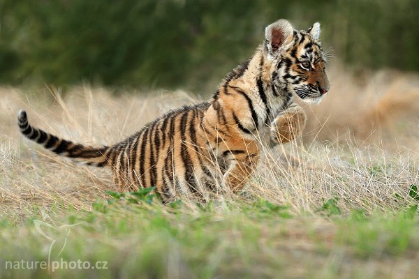 Tygr ussurijský (Panthera tigris altaica), Tygr ussurijský (Panthera tigris altaica), Amur or Siberian Tiger, Autor: Ondřej Prosický | NaturePhoto.cz, Model: Canon EOS-1D Mark III, Objektiv: Canon EF 200mm f/2 L IS USM, Ohnisková vzdálenost (EQ35mm): 260 mm, fotografováno z ruky, Clona: 4.0, Doba expozice: 1/500 s, ISO: 800, Kompenzace expozice: -2/3, Blesk: Ne, Vytvořeno: 19. července 2008 20:28:28, Kostolná (Slovensko)