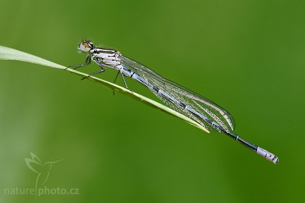 Šidélko páskované (Coenagrion puella), Šidélko páskované (Coenagrion puella), Autor: Ondřej Prosický | NaturePhoto.cz, Model: Canon EOS-1D Mark III, Objektiv: Canon EF 100mm f/2.8 Macro USM, Ohnisková vzdálenost (EQ35mm): 130 mm, fotografováno z ruky, Clona: 5.0, Doba expozice: 1/200 s, ISO: 400, Kompenzace expozice: 0, Blesk: Ne, Vytvořeno: 6. června 2008 14:47:26, Cvikov, Lužické Hory (Česko)