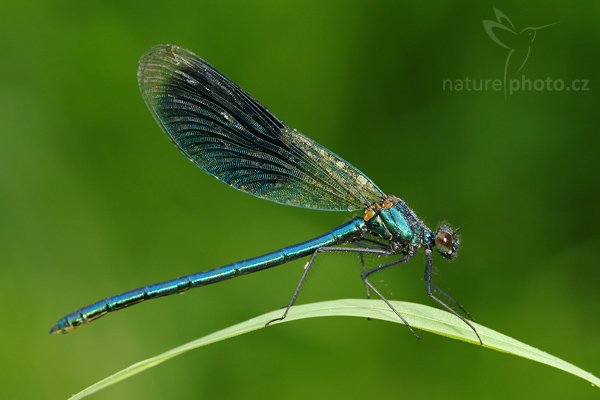 Motýlice lesklá (Calopteryx splendens), Motýlice lesklá (Calopteryx splendens), Banded Demoiselle, Autor: Ondřej Prosický | NaturePhoto.cz, Model: Canon EOS-1D Mark III, Objektiv: Canon EF 100mm f/2.8 Macro USM, Ohnisková vzdálenost (EQ35mm): 130 mm, fotografováno z ruky, Clona: 6.3, Doba expozice: 1/4 s, ISO: 100, Kompenzace expozice: -2/3, Blesk: Ano, Vytvořeno: 24. května 2008 7:00:26, PR Polanecké rybníky (Česko)