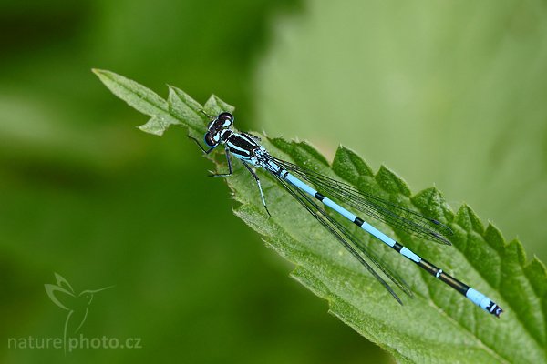 Šídélko kroužkované (Enallagma cyathigerum), Šidélko kroužkované (Enallagma cyathigerum), Common Blue Damselfly, Autor: Ondřej Prosický | NaturePhoto.cz, Model: Canon EOS-1D Mark III, Objektiv: Canon EF 100mm f/2.8 Macro USM, Ohnisková vzdálenost (EQ35mm): 130 mm, fotografováno z ruky, Clona: 6.3, Doba expozice: 1/100 s, ISO: 400, Kompenzace expozice: 0, Blesk: Ne, Vytvořeno: 6. června 2008 14:43:01, Cvikov, Lužické Hory (Česko)