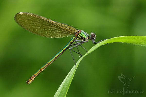 Motýlice lesklá (Calopteryx splendens), Motýlice lesklá (Calopteryx splendens), Banded Demoiselle, Autor: Ondřej Prosický | NaturePhoto.cz, Model: Canon EOS-1D Mark III, Objektiv: Canon EF 100mm f/2.8 Macro USM, Ohnisková vzdálenost (EQ35mm): 130 mm, stativ Gitzo 3540 LS, Clona: 5.0, Doba expozice: 1/10 s, ISO: 160, Kompenzace expozice: -1/3, Blesk: Ano, Vytvořeno: 24. května 2008 6:32:40, PR Polanecké rybníky (Česko)